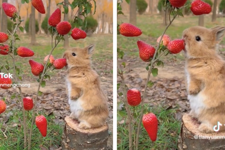 Strawberry That Turns Into A Bunny