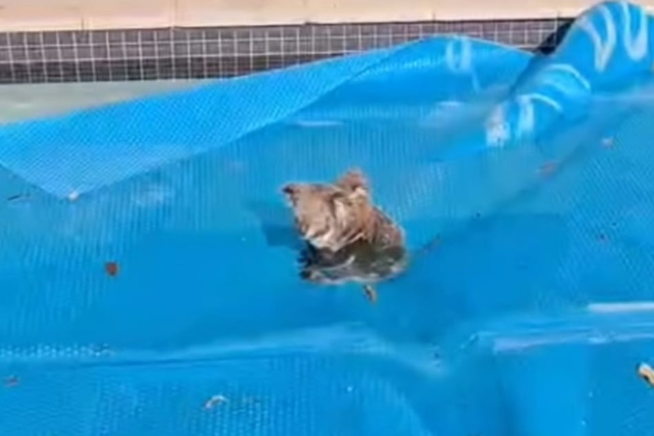 Wer sitzt denn da im Pool?