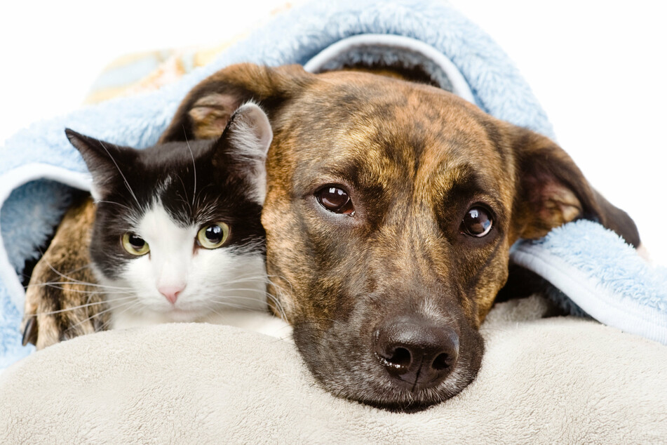 Corona-Pandemie ist schuld: Hiobsbotschaft für Hund, Katze und Co.
