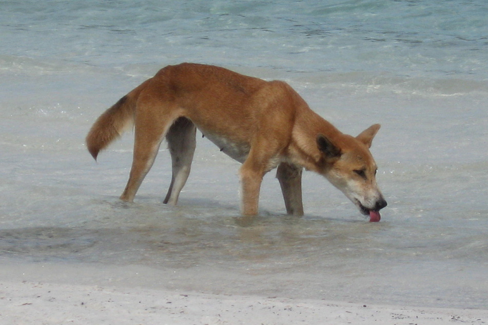 Auf K'gari kommt es immer wieder zu Angriffen auf Touristen durch Dingos.