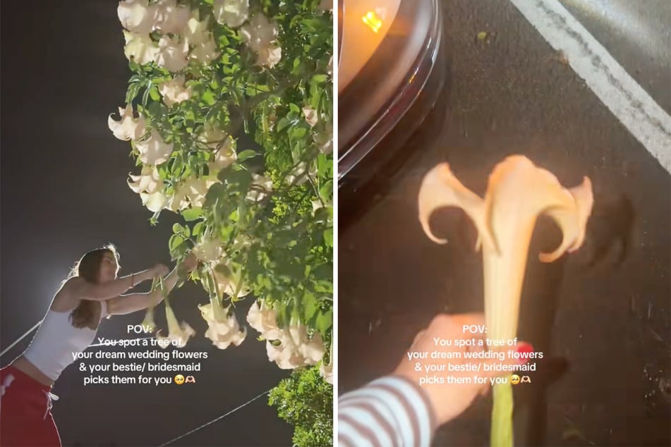 Ganz ohne bösen Hintergedanken pflückte Madison McGlinns beste Freundin Chloe Doven die giftige Blume.