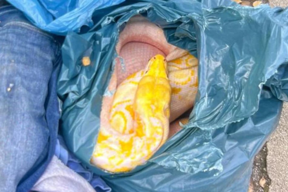 Die tote Würgeschlange war 35 Kilogramm schwer und drei Meter lang. (Archivfoto)