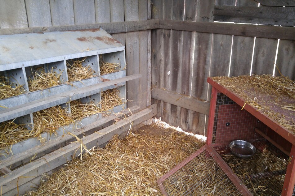 Der Enkel des Hühnerbesitzers fand die toten Tiere in dem mobilen Stall. (Symbolbild)