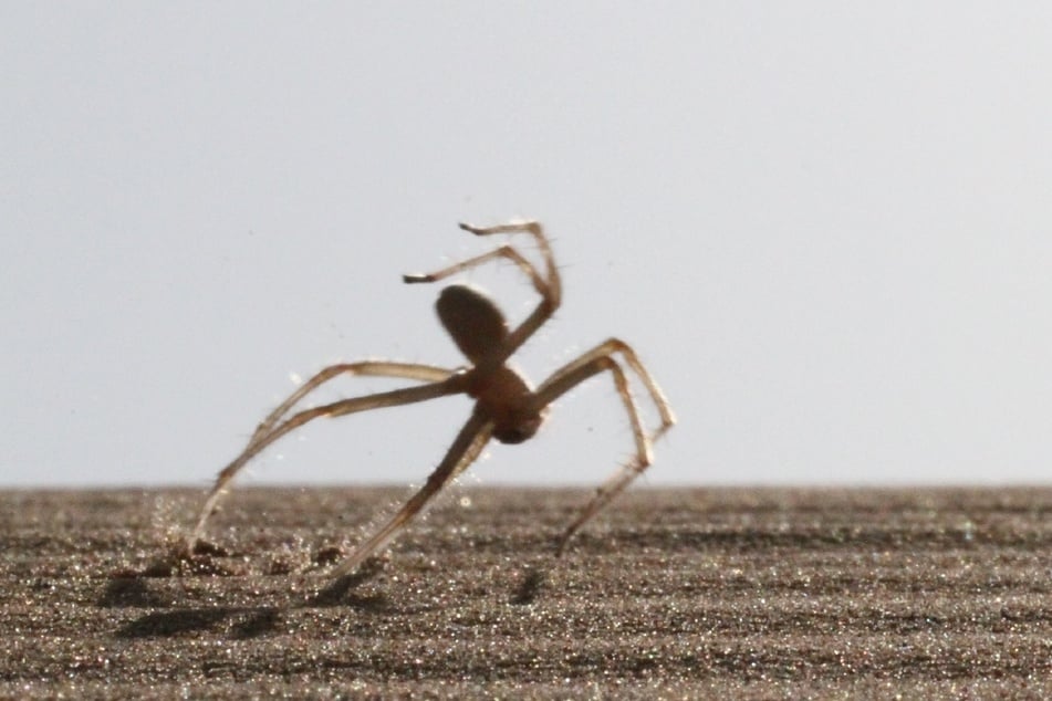 Welche ist wohl die schnellste Spinne der Welt?