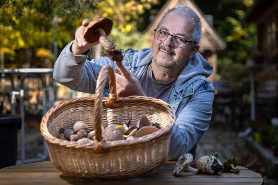 Pilzberater Peter Welt (63) zeigt frisch gefundene Pilze. In diesem Jahr wird der Korb nicht voll.