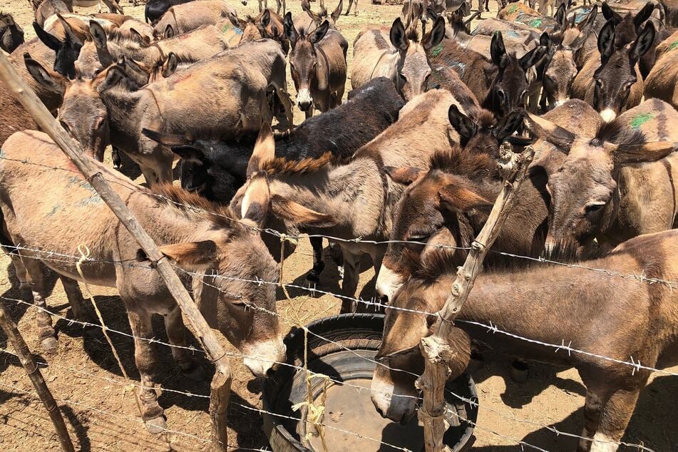 Jährlich werden wohl rund 5,9 Millionen Esel wegen ihrer Haut getötet. (Symbolfoto)