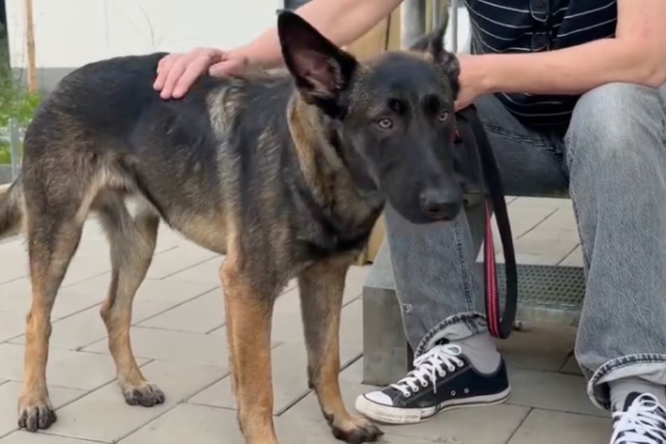Jacques wurde aus schlechter Haltung gerettet und kam daraufhin ins Tierheim Bergheim.