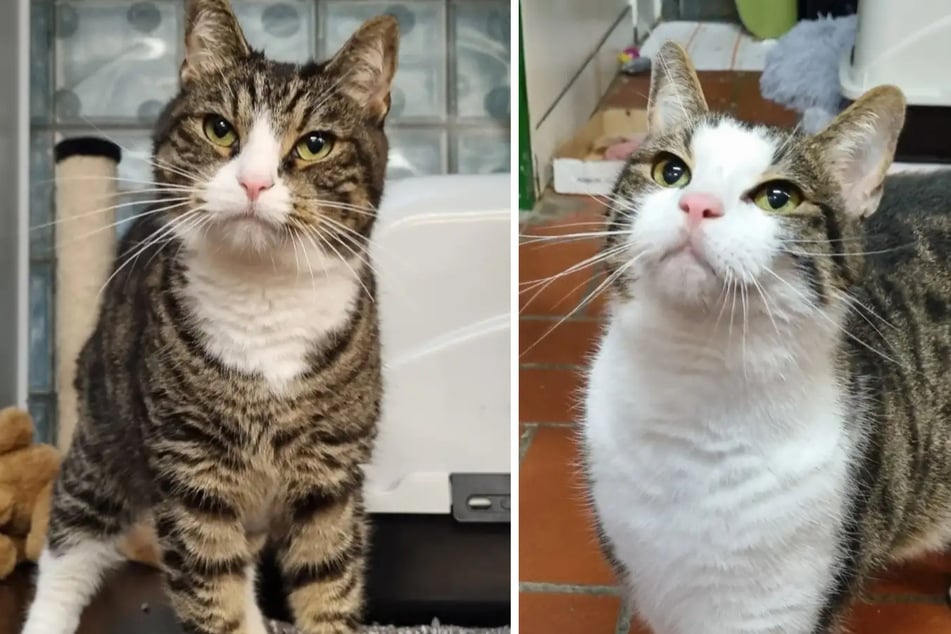 Ils sont les meilleurs amis : Qui offrira un foyer à ce duo de chats ?