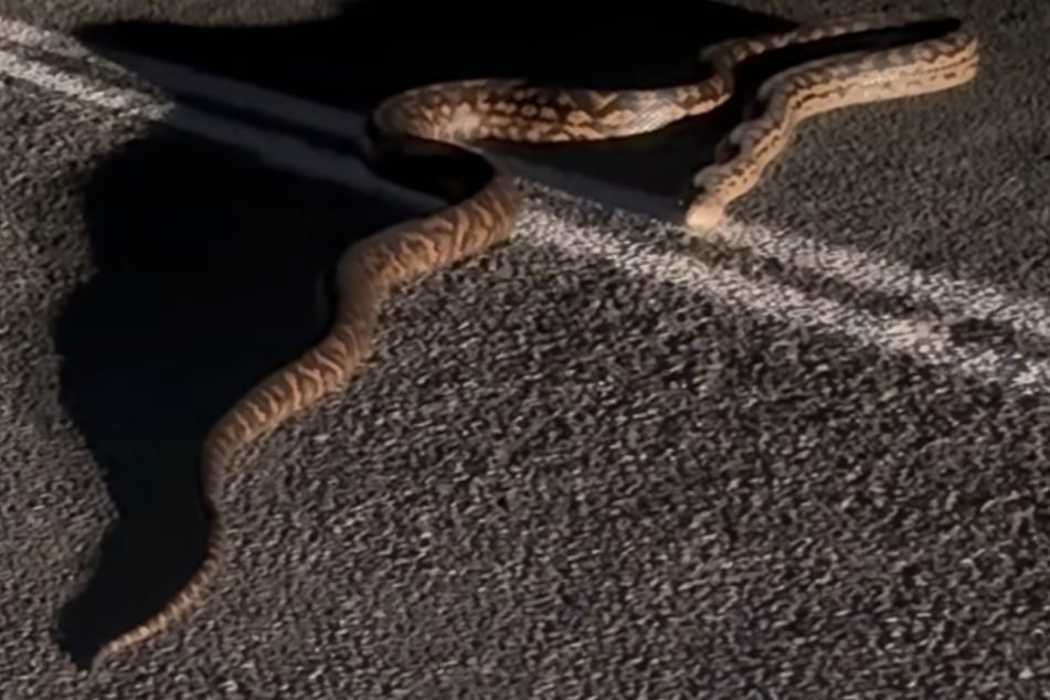 Dem Python gingen die Frauen wohl eher auf die Nerven. Er wollte auch partout die Straße nicht verlassen.