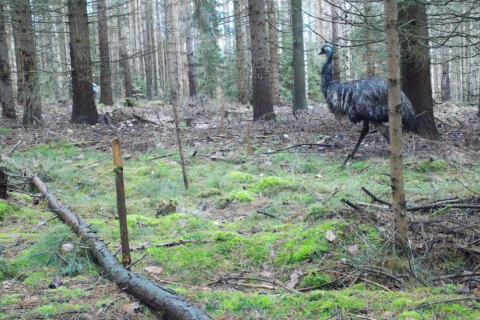 Der Emu auf Wanderung im Nationalpark Böhmische Schweiz.