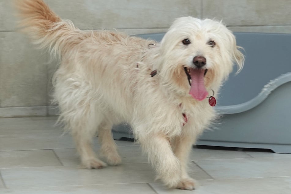 Hündin Tory hat von einem Augenblick auf den anderen alles verloren und hofft im Tierheim in Kassel nun auf ihr Happy End.