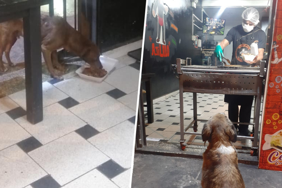 Dieser Restaurant-Besitzer brät jedem Streuner eine kostenlose Mahlzeit
