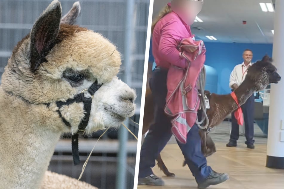 Las compras se tuercen: Violeta, la mujer de las alpacas, acude a los tribunales