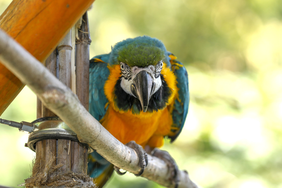 Ara-Dame Frieda (30) erlebte den Einbruch mit.