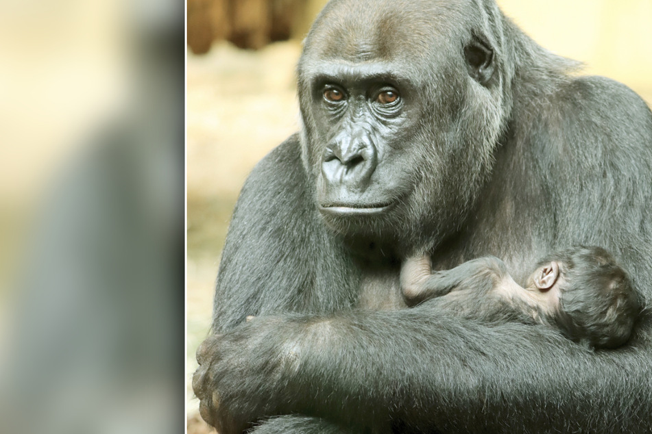 Trauer im Berliner Zoo: Gorilla-Baby ist tot!