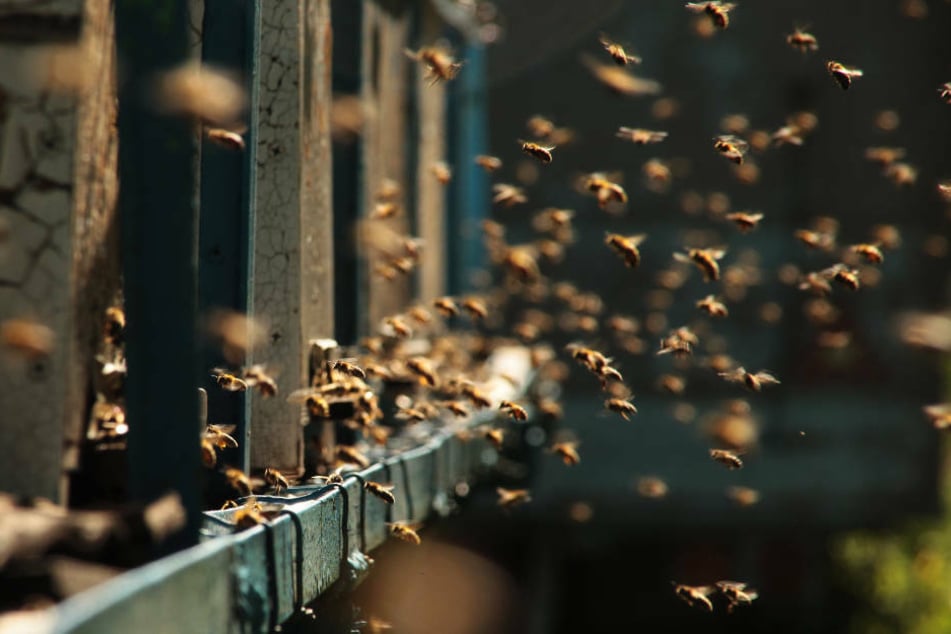 Die Bienen waren offenbar auf der Suche nach einem neuen Zuhause (Symbolbild).