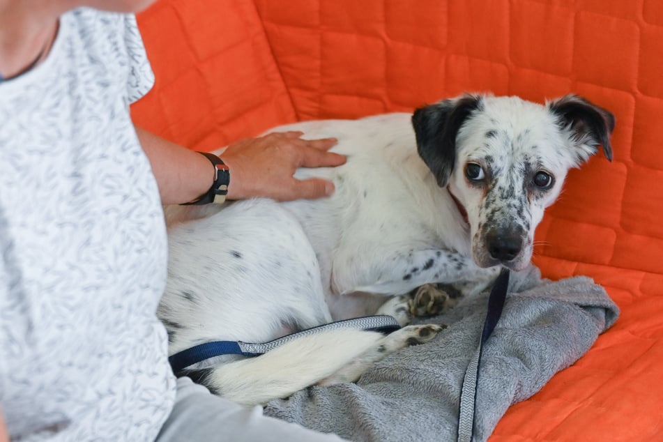 Nicht nur Hunde leiden unter dem Geböller. (Symbolbild)