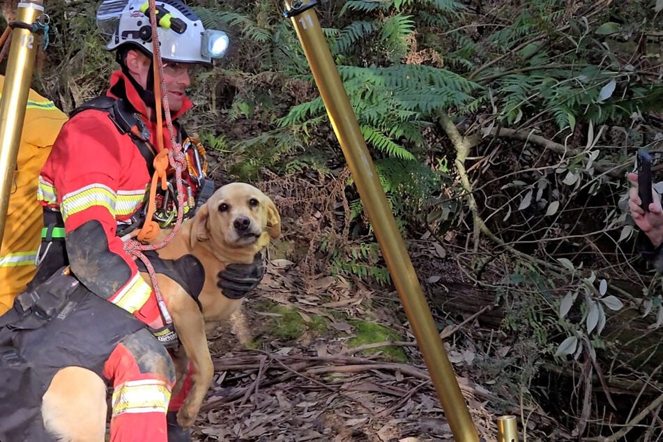Das Bellen des verunglückten Labradors wurde zum Glück gehört.