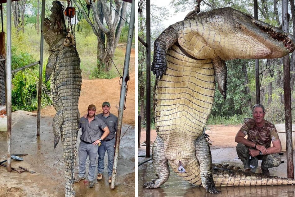 Garrett (rechtes Bild, l.) und seine Freunde posierten nach der Jagd vor dem Krokodil - es war knapp 4,5 Meter lang und fast 500 Kilo schwer.