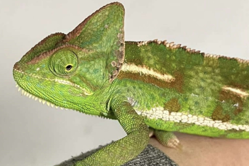 Chamäleon Rebecca war nur für einen Kurzbesuch im Tierheim in Köln-Dellbrück.