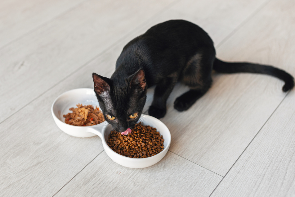 Der Katze Nass- und Trockenfutter anzubieten, hat viele Vorteile.