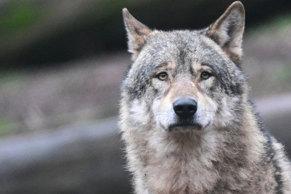 Wölfe: Gericht bremst ab: Wolf im Schwarzwald darf vorerst nicht erlegt werden