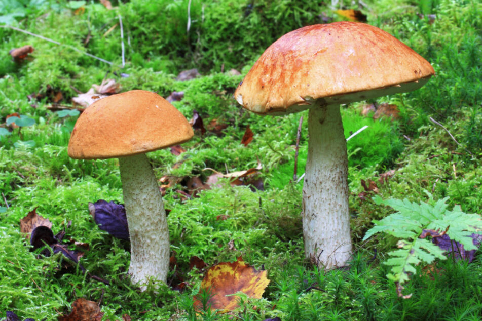 Die ersten Birkenpilze wurden bereits geschnitten. Doch nach wie vor ist Regen vonnöten.