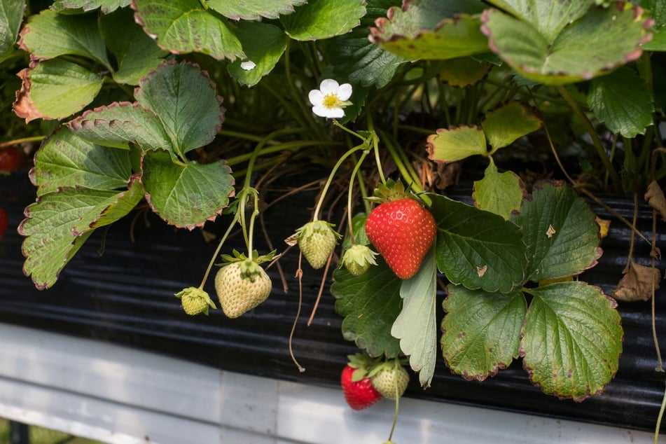 Auf vielen Feldern in Magdeburg und der Region kann man Erdbeeren selber pflücken. (Symbolbild)