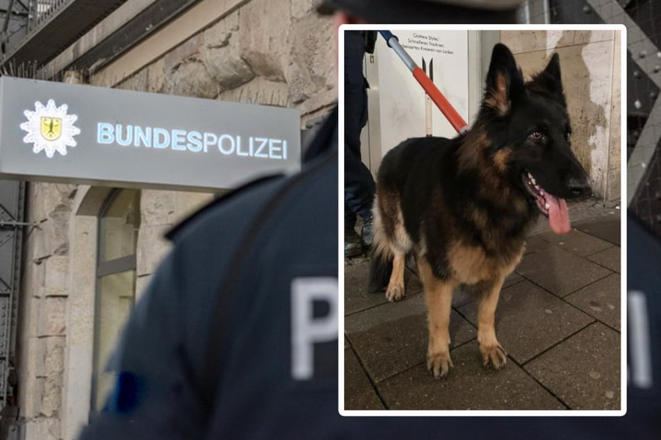 München: S-Bahn-Fahrer traut seinen Augen kaum: Hund läuft im Stammstreckentunnel
