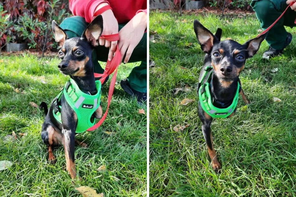 Timmy (3) meistert sein Leben auch auf drei Beinen sehr gut.