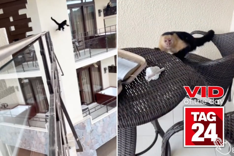 Today's Viral Video of the Day features a woman who caught the moment a wild monkey came onto her balcony to disturb the peace!