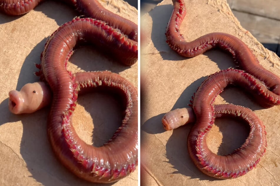 A bizarre creature has been discovered on a beach in California. The almost 40-centimeter-long worm has four huge fangs and is shocking the internet!