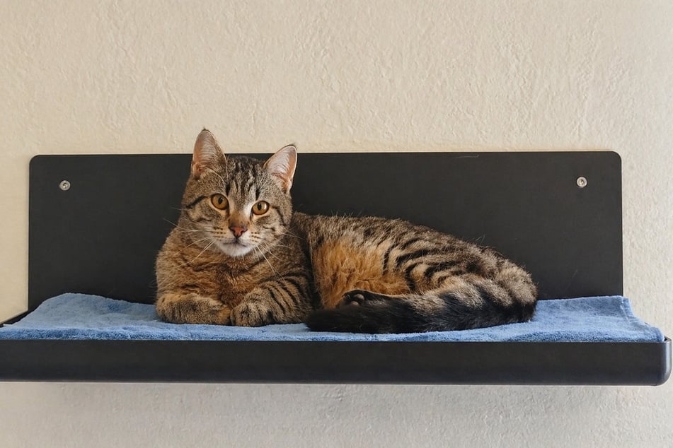 Kater Mampfbert ist noch sehr schüchtern. Wer schenkt ihm Zeit, um Vertrauen zu fassen?