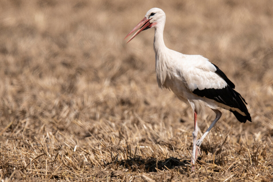 Ein junger Storch hat einen Kindergarten belagert - und die Eltern konnten nicht zu ihren Kleinen. (Symbolbild)