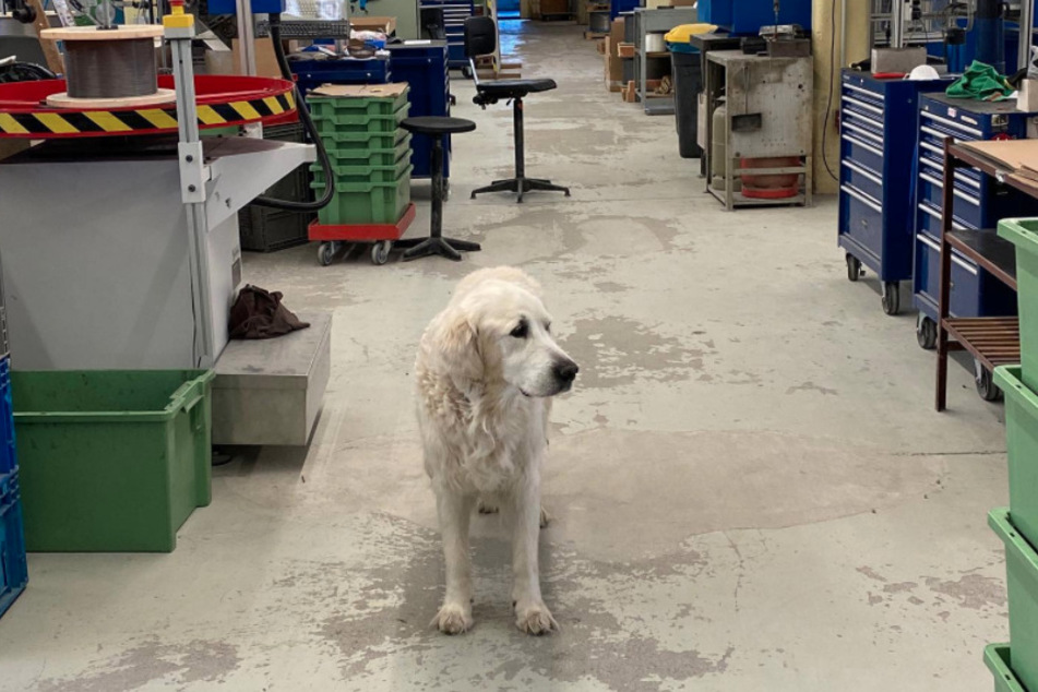 Firmenhund Bobby kennt jeden Winkel der Produktion.
