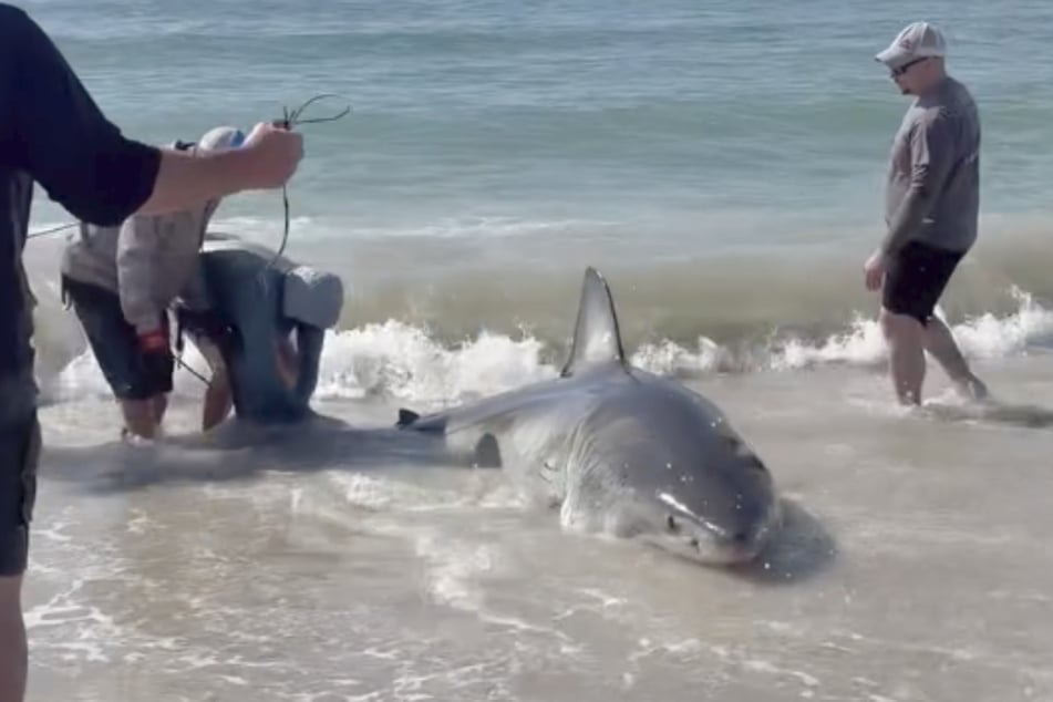 This great white shark was the catch of a lifetime for angler Luke Beard.