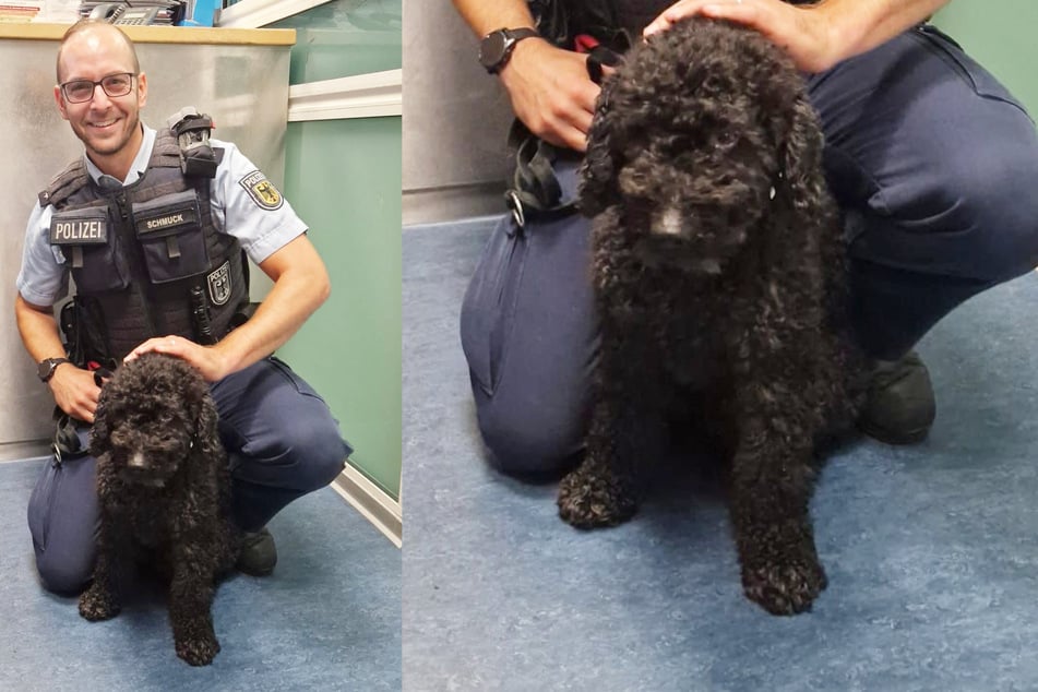 À quatre pattes à Hambourg : le caniche Goofy voyage seul en S-Bahn