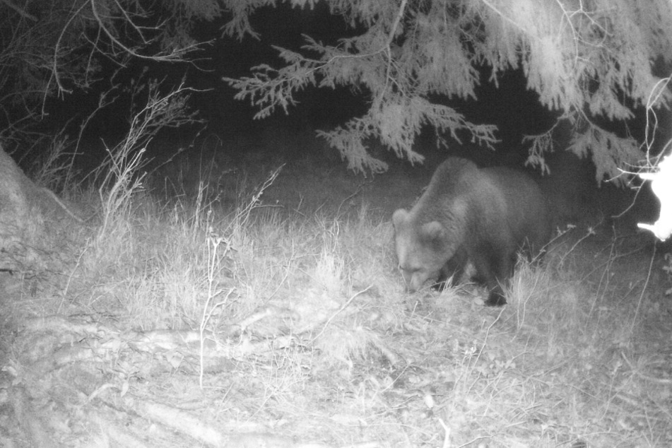 Eine Wildtierkamera hat am frühen Montagmorgen im Landkreis Garmisch-Partenkirchen einen Braunbären aufgenommen.