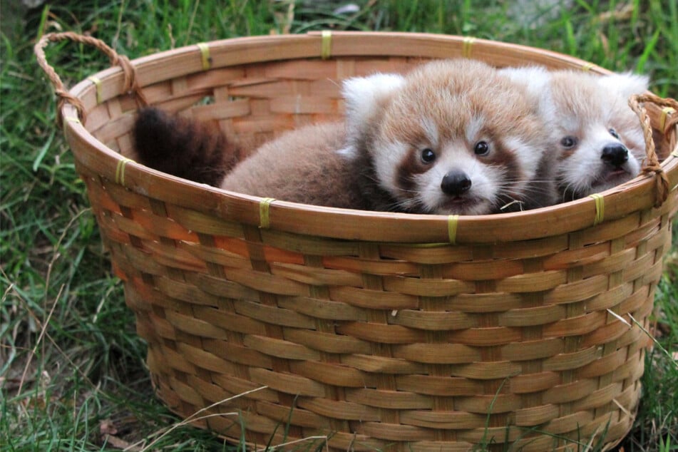 Namen gesucht für süße Leipziger Panda-Zwillinge: Nur noch wenig Zeit zum Mitentscheiden