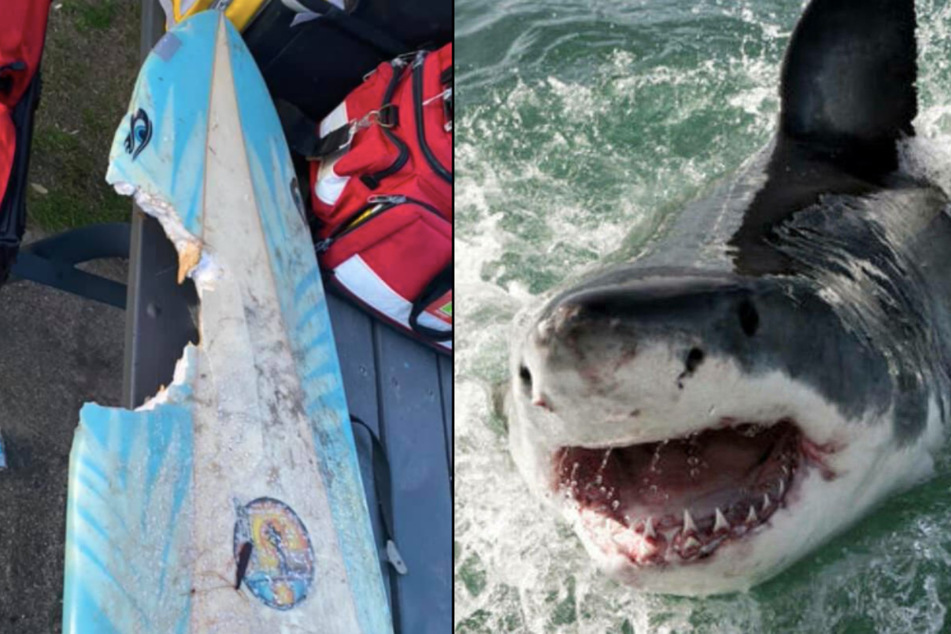 The victim's surfbord showed huge bite marks after the incident (l.). Great white shark attacks in Australia are rare, but do happen (r. stock image).