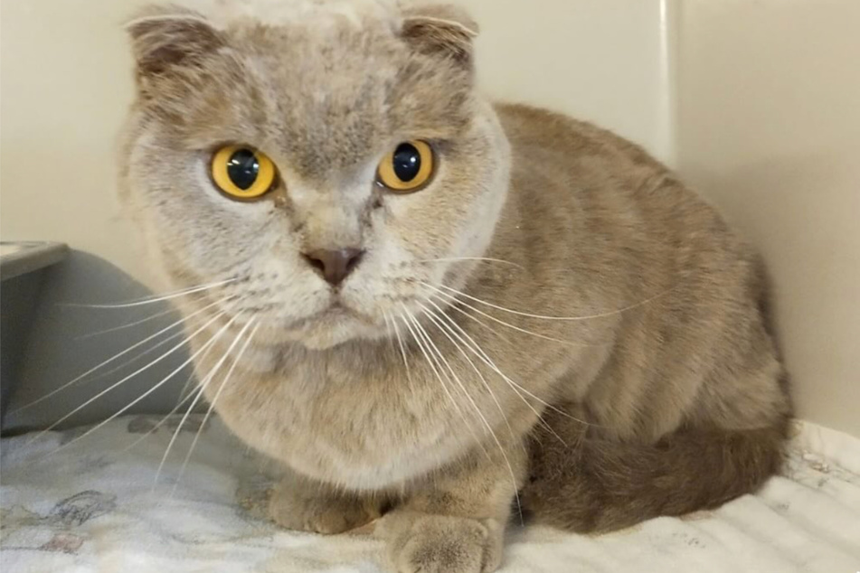 Die ausgesetzte Katze hat die typischen "Knickohren" der Rasse "Scottish Fold". Das vom Menschen gezüchtete Schönheitsmerkmal - in dem Fall sollte die Katze besonders süß aussehen - verursacht den Tieren lebenslanges Leid.