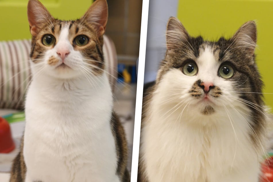 Wszystko wydawało się idealne, ale potem świat tego słodkiego duetu rozpadł się.