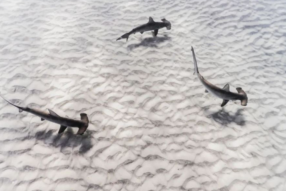 Taucherin schießt Foto von Haien: Als sie das Bild genauer betrachtet, muss sie schlucken