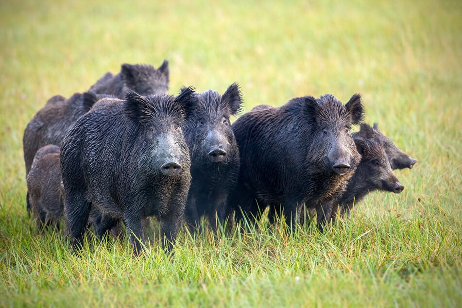 Nicht invasiv, aber neugierig: Auch Wildschweine sind in der Stadt heimisch.