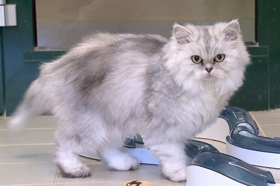 Die kleine Diva, Perserkatze Queeny, liebt es, zu kuscheln.