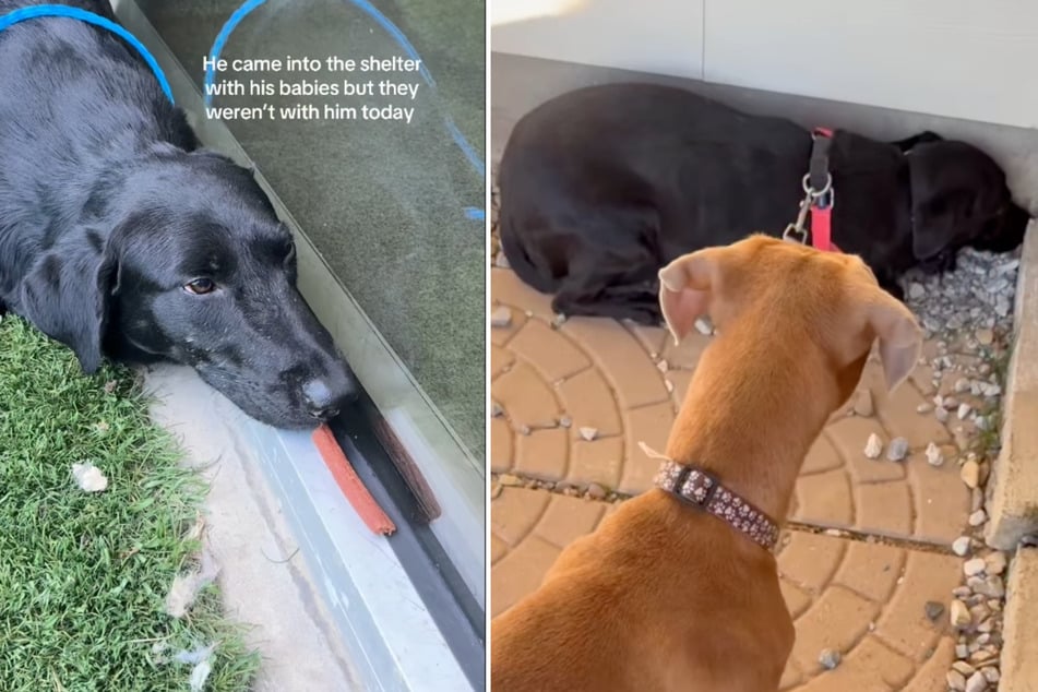 Eine Pflegefamilie nahm Joe für ein Wochenende auf, wo er auf einen anderen ehemaligen Streuner namens Brussels Sprouts traf. Dieser schien das Leid des anderen Hundes zu spüren.
