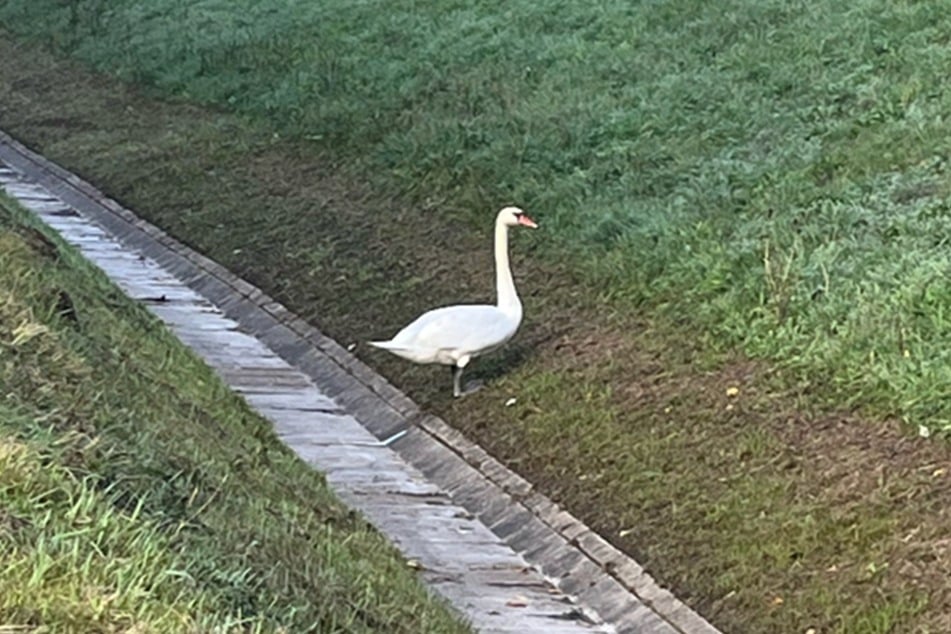 Der Schwan hatte sich auf die A9 verirrt.