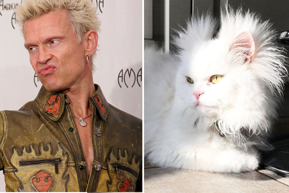 TikTokers think Calzy the cat looks like '80s rocker Billy Idol (l.).