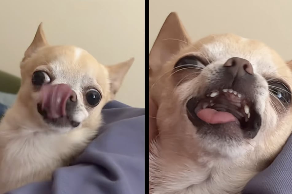 Der Chihuahua verzieht auf die ulkigste Weise sein Gesicht und bringt damit Millionen User zum Lachen.