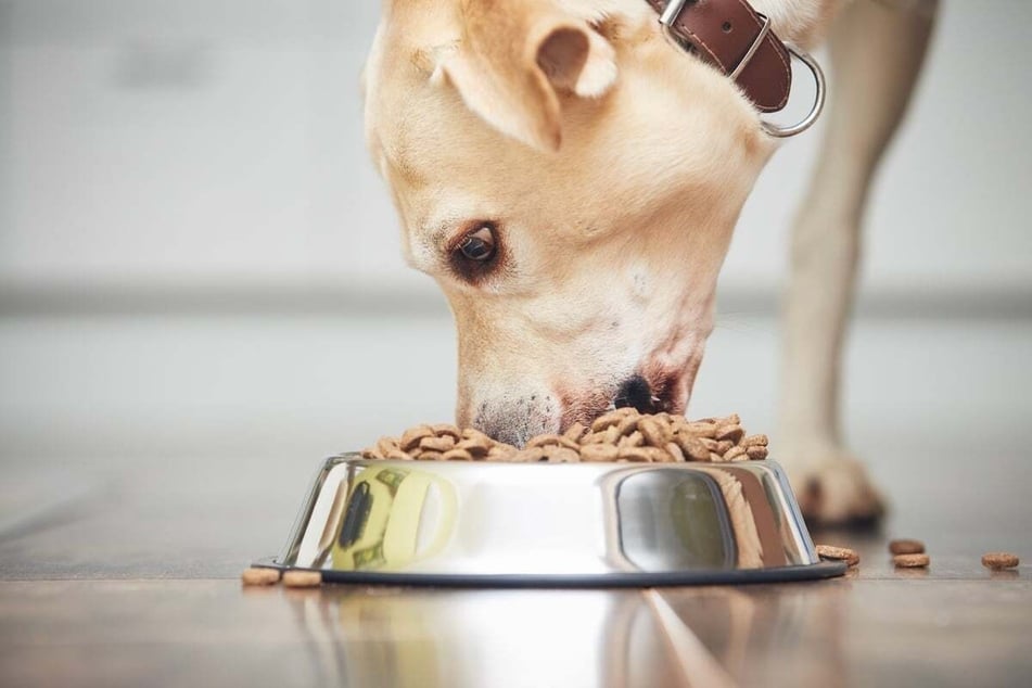 When a dog is pregnant or caring for puppies, she needs to be fed more often.